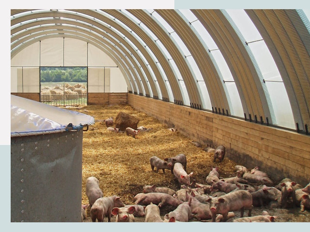 Строительство свинарников в Карабулаке